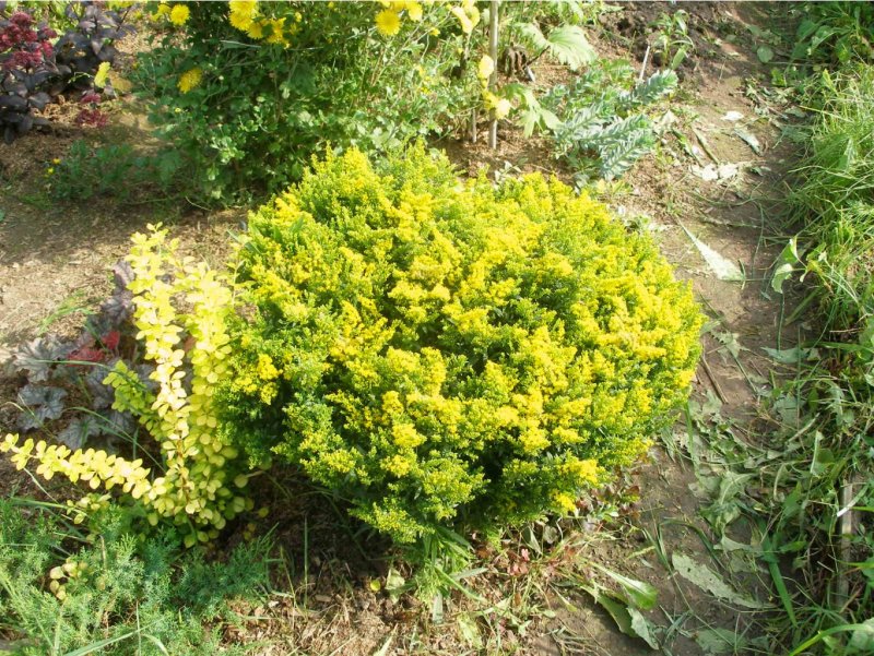 Золотарник обыкновенный (Solidago virgaurea