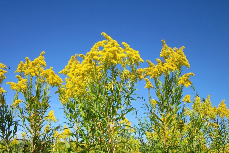 Золотарник канадский (Solidago canadensis)