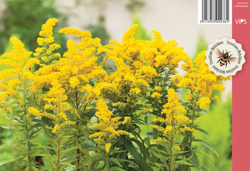 Солидаго, золотарник (Solidago)