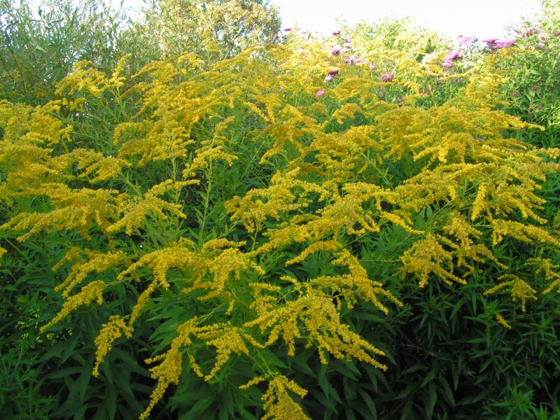 Solidago / солидаго, золотарник ’Strahlenkrone’
