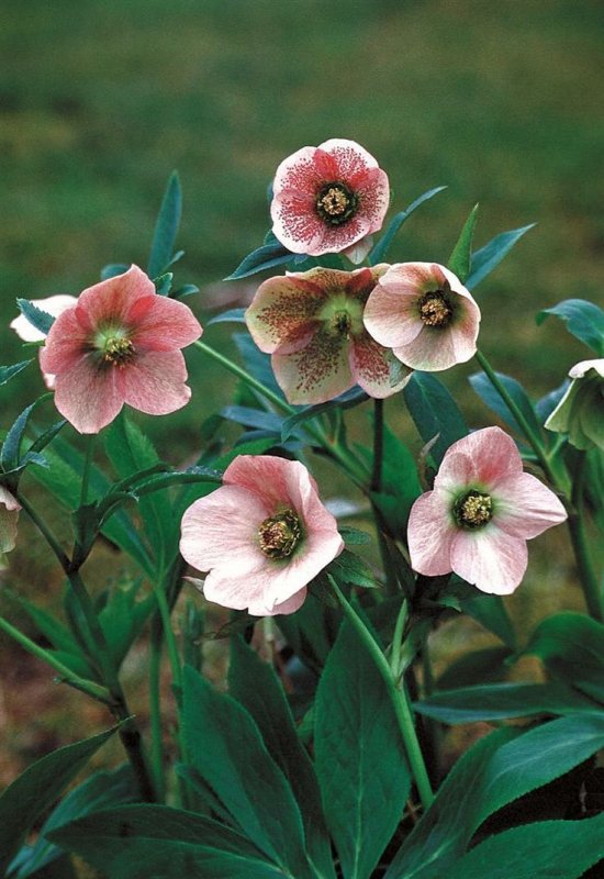Морозник Helleborus orientalis