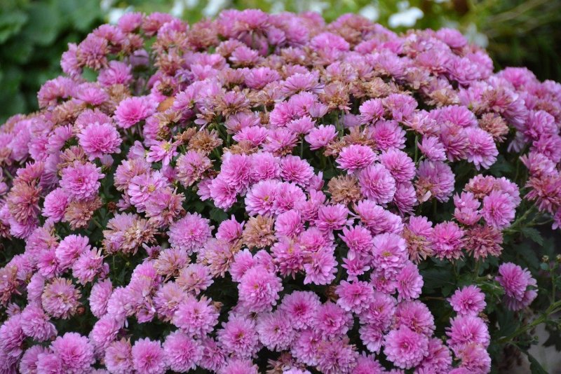 Мелкоцветущие Хризантема Lilac Haek Red