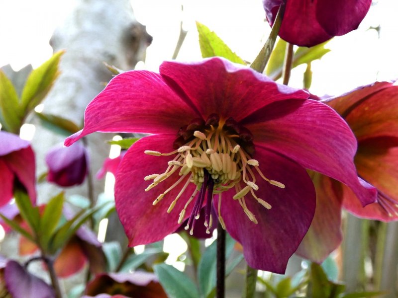 Морозник (Helleborus) Атрорубенс
