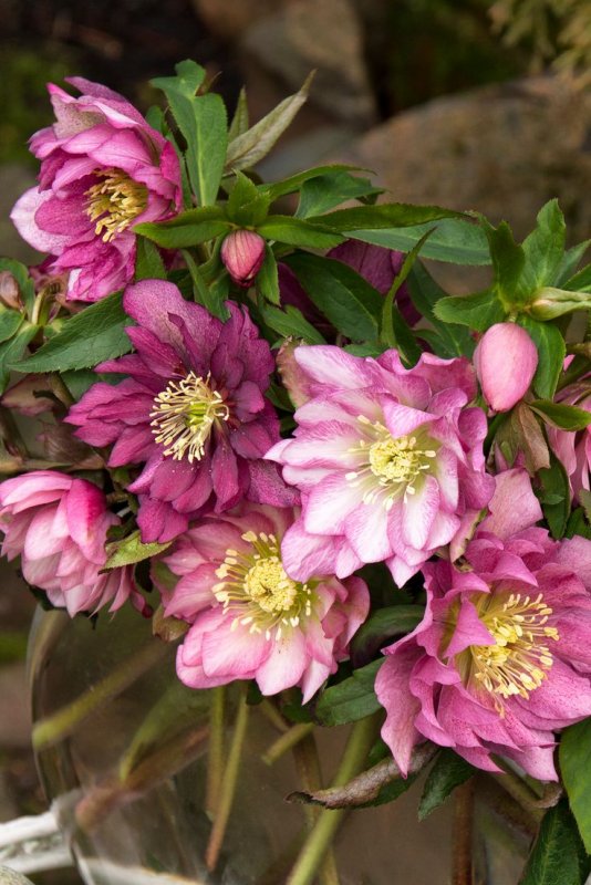 Морозник Восточный (Helleborus orientalis)