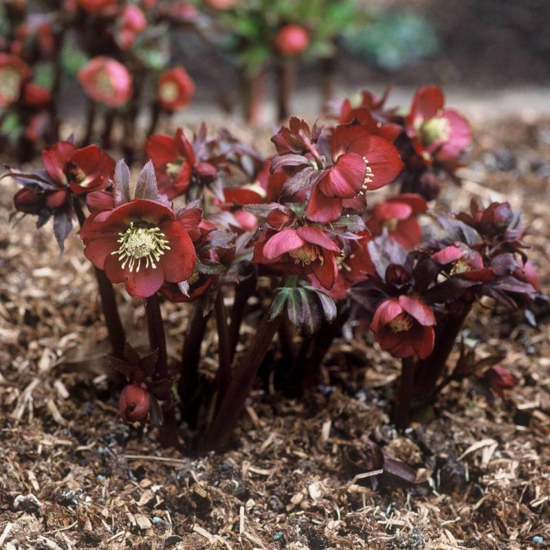 Морозник Helleborus orientalis Red Hybrids