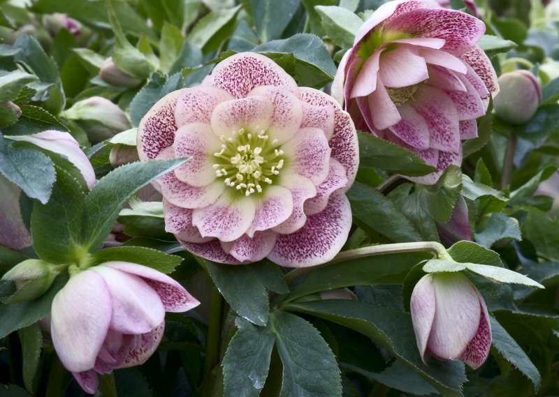 Морозник Восточный (Helleborus orientalis)
