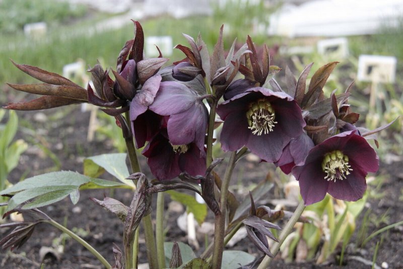 Морозник Восточный (Helleborus orientalis)