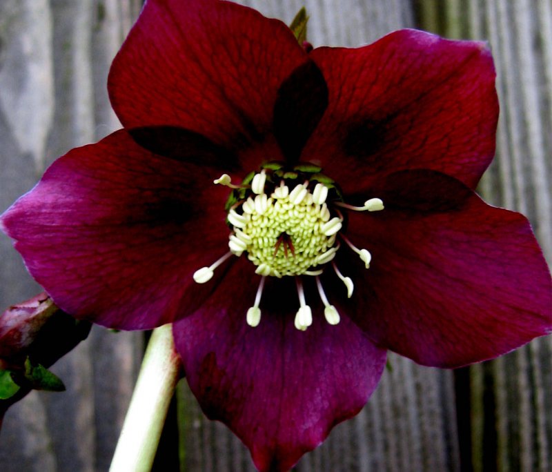 Морозник (Helleborus) Рэд леди
