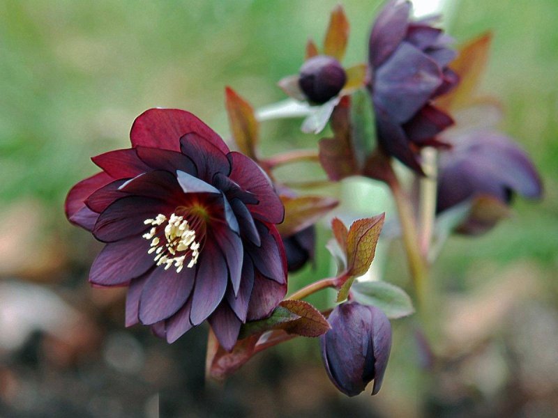 Морозник Double Ellen Purple