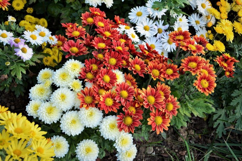 Chrysanthemum perennial