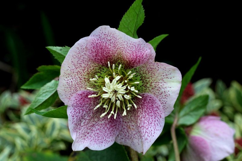 Морозник Helleborus Angel Glow