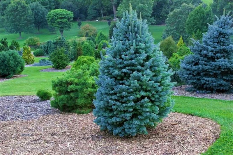 Пихта Abies lasiocarpa compacta