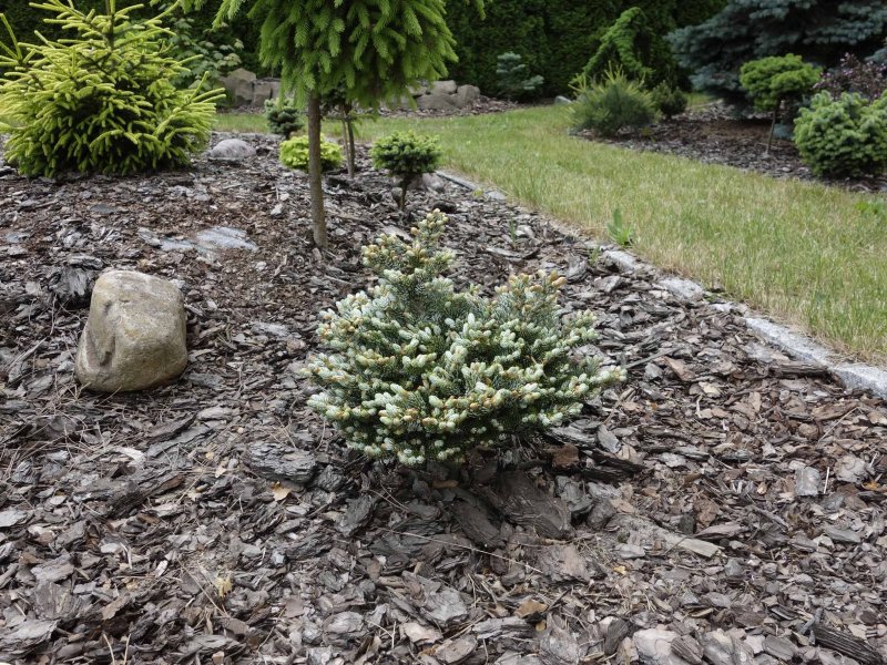 Abies Koreana kohout's Icebreaker