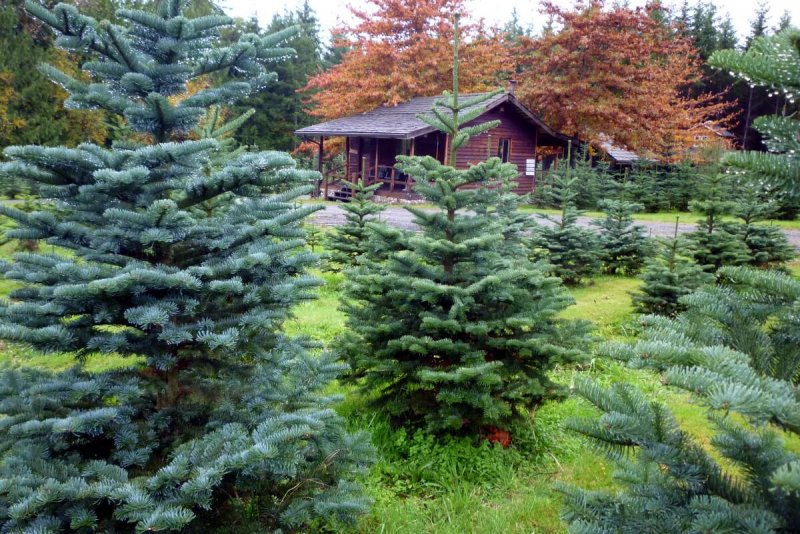 Пихта Нордмана в ландшафте
