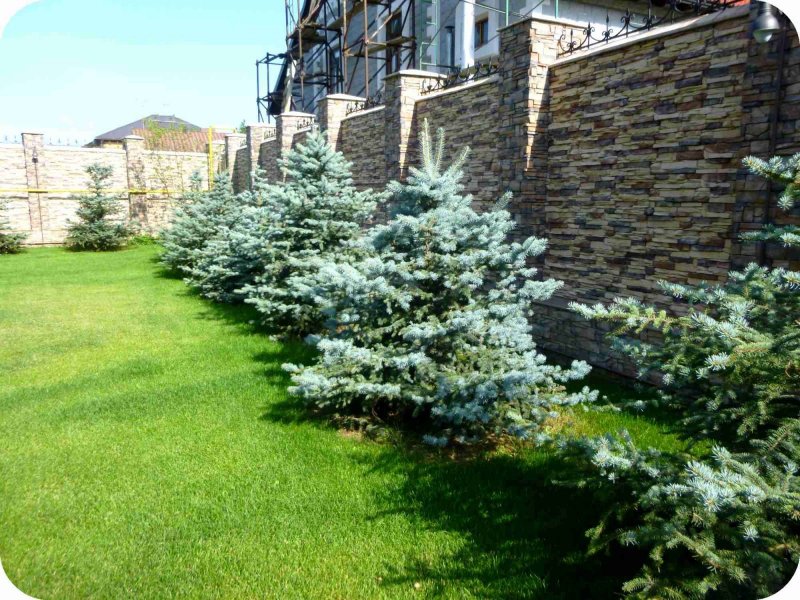 Пихта корейская Живая изгородь
