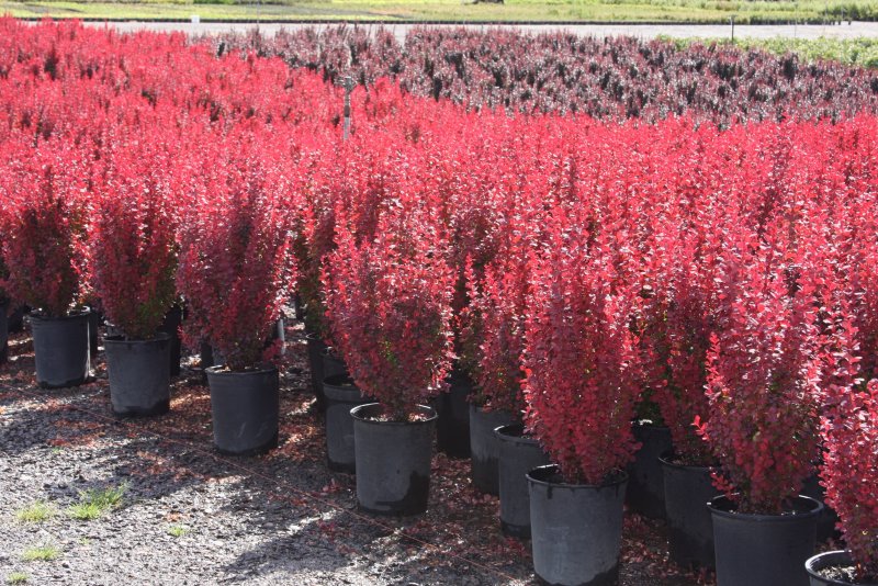 Барбарис Тунберга (Berberis thunbergii `Red Rocket`)