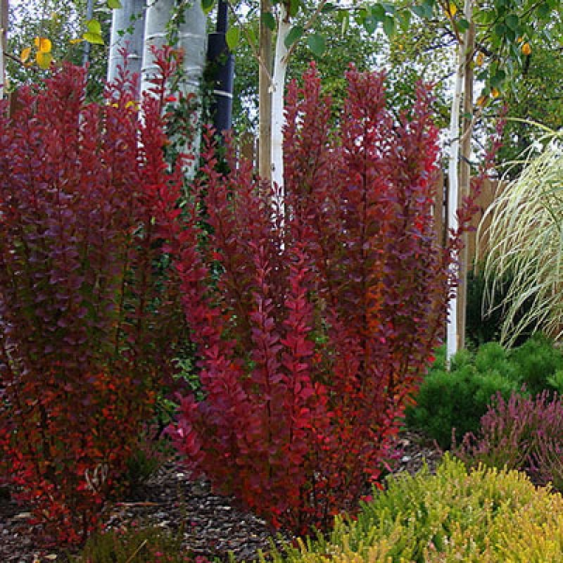 Berberis thunbergii Red Rocket