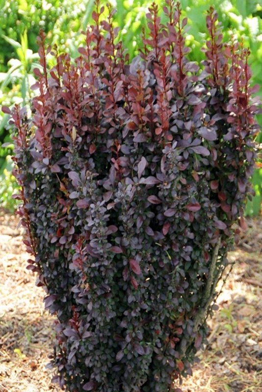 Барбарис Тунберга Кармен Berberis thunbergii Carmen
