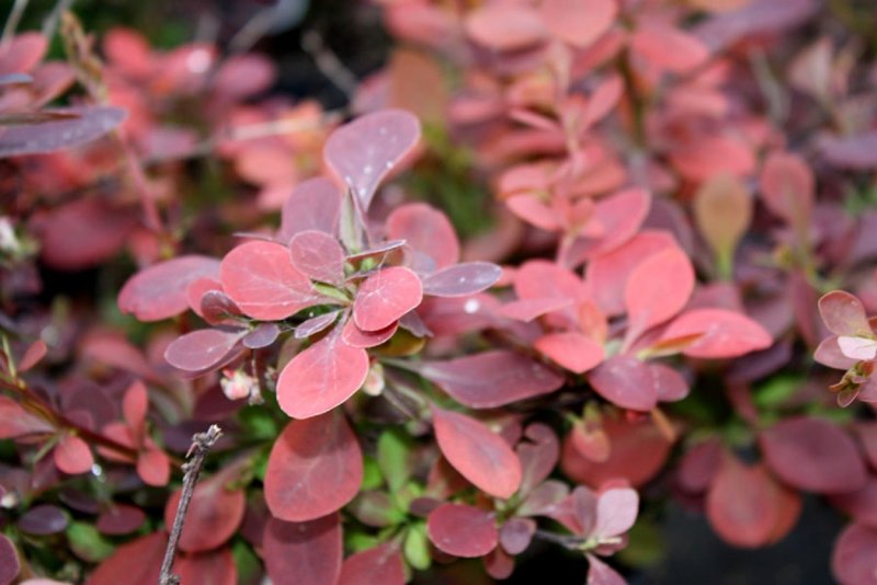 Барбарис Тунберга (Berberis thunbergii)