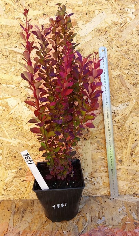 Барбарис Тунберга (Berberis thunbergii `Red Rocket`)