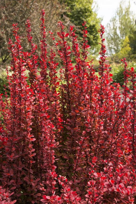 Барбарис Тунберга (Berberis thunbergii `Orange Rocket`)