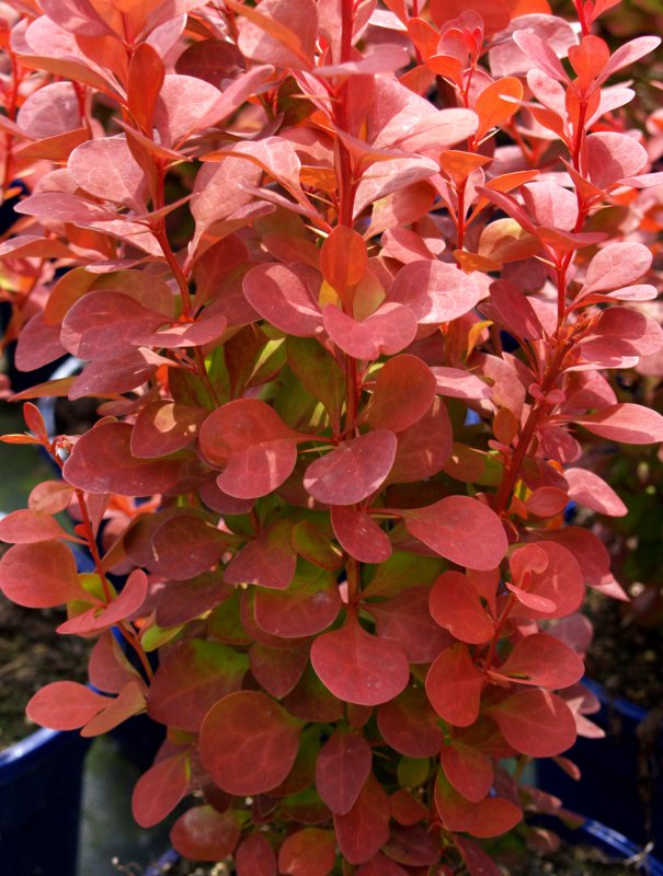 Барбарис Тунберга (Berberis thunbergii `Red Rocket`)