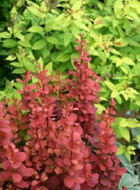 Berberis thunbergii Red Rocket крупно