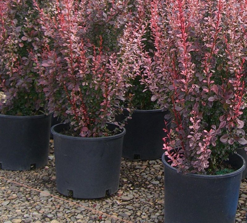 Барбарис Тунберга "Rosy Rocket" (Рози рокет)