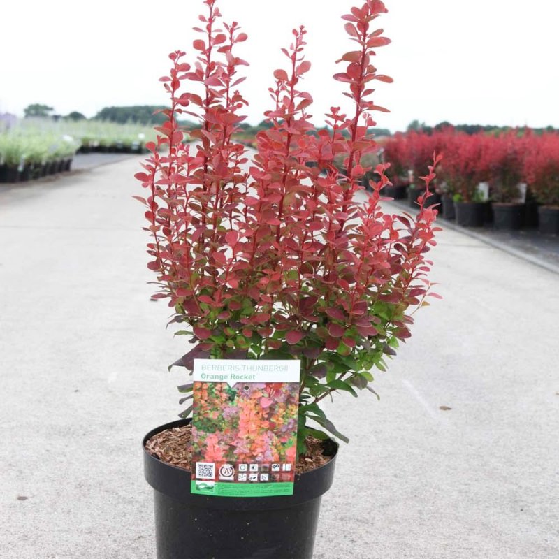 Барбарис Тунберга оранж рокет (Berberis thunbergii Orange Rocket)