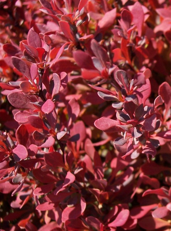 Барбарис Тунберга Golden Ruby (Голден Руби)