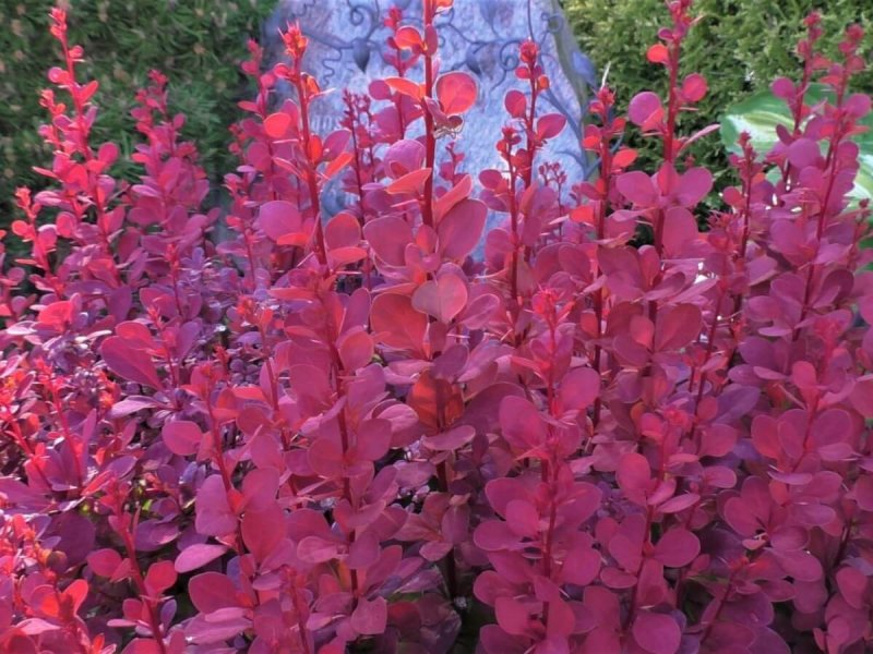 Berberis thunbergii Orange Rocket
