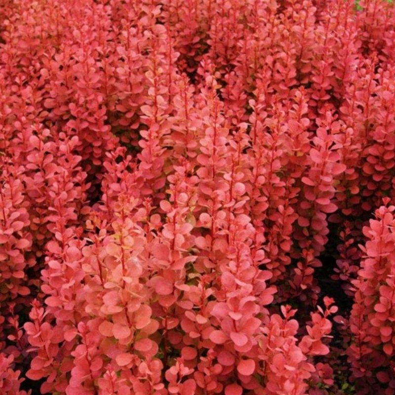 Барбарис Тунберга (Berberis thunbergii `Orange Rocket`)