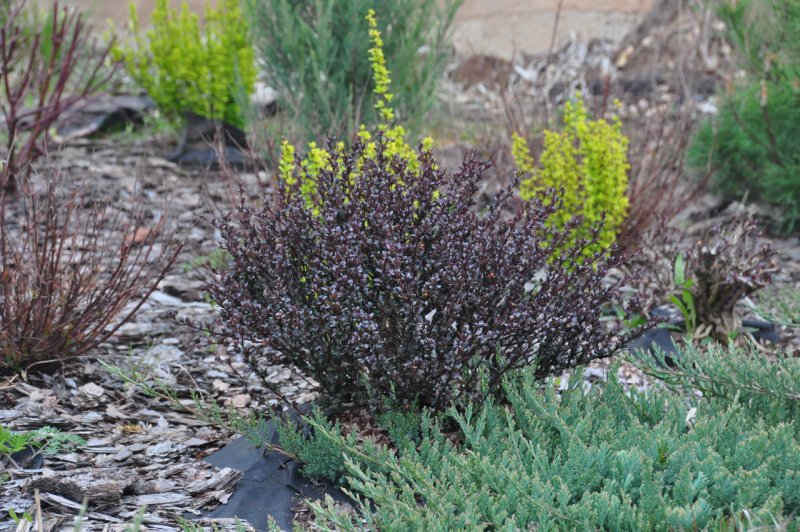 Berberis thunbergii Red Rocket