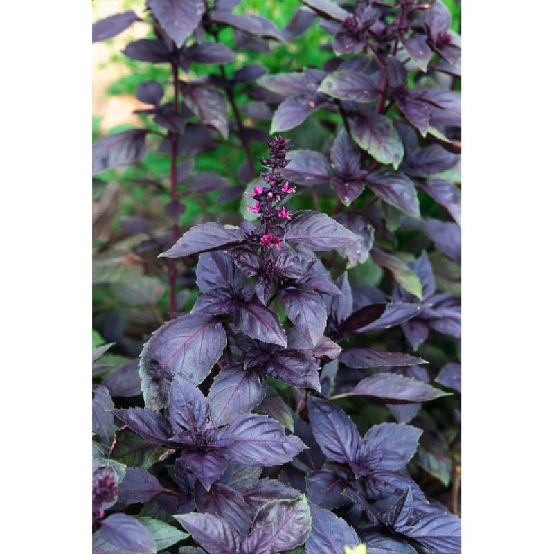 Базилик Ocimum basilicum