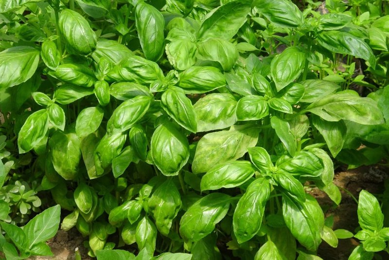 Potted Basil basilic