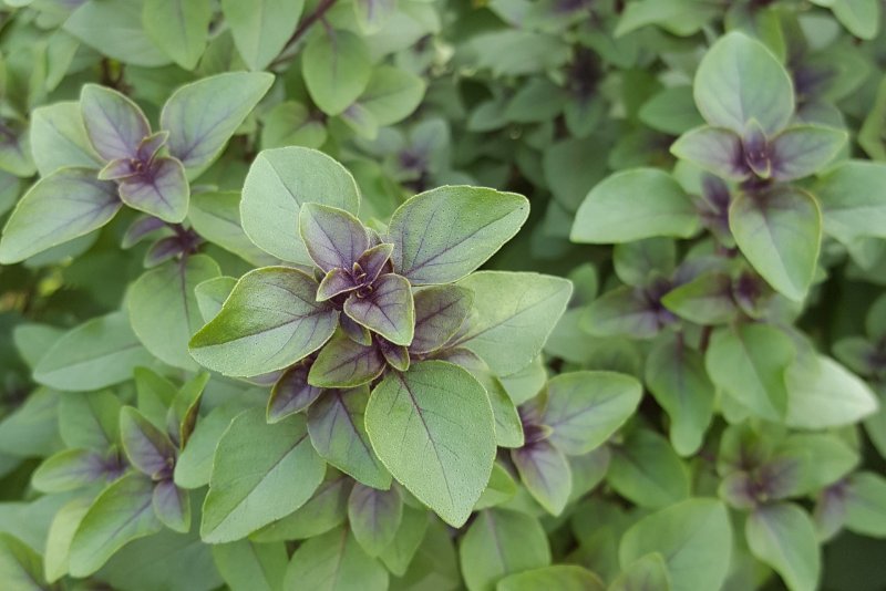 Базилик - Ocimum h14 h25