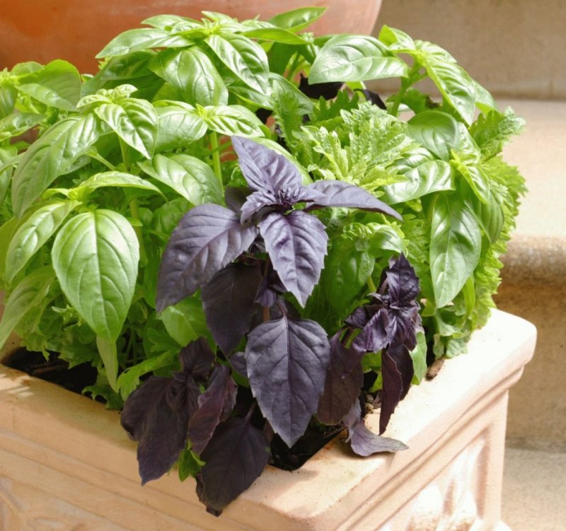 Базилик камфорный, Ocimum basilicum