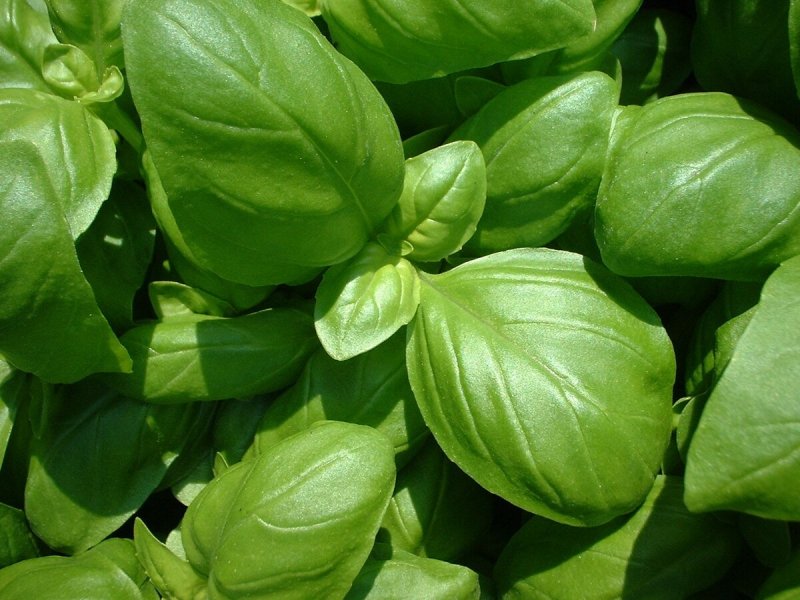Базилик кустарник