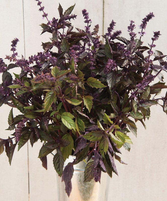 Базилик благородный Ocimum basilicum