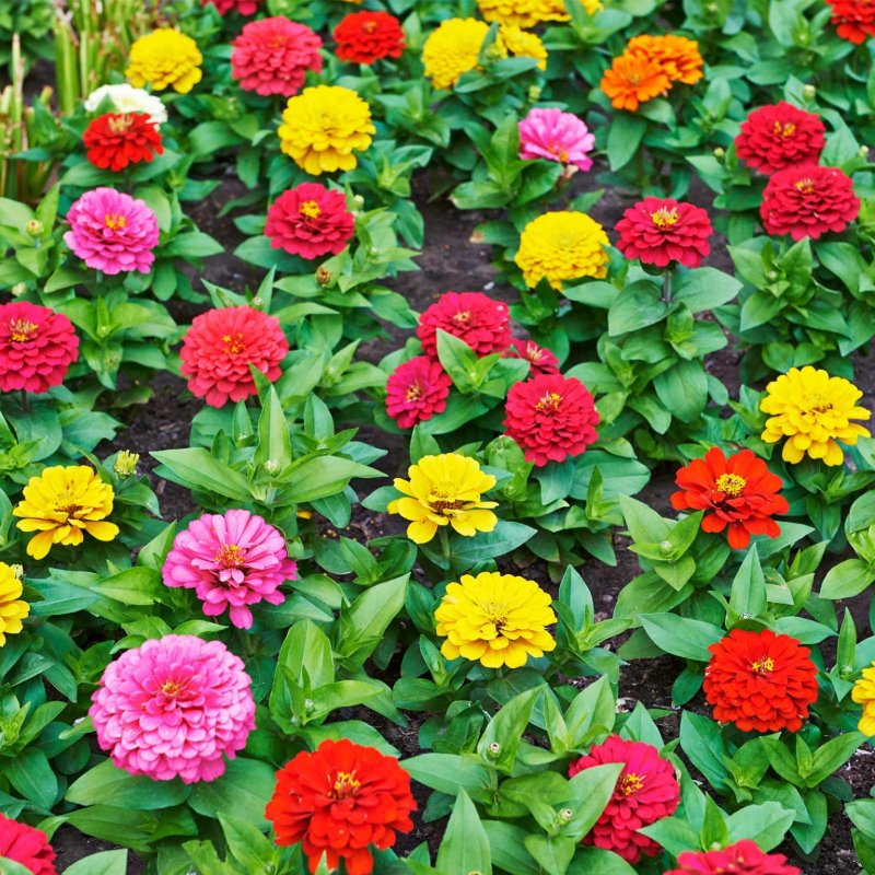Цинния изящная (Zinnia elegans)