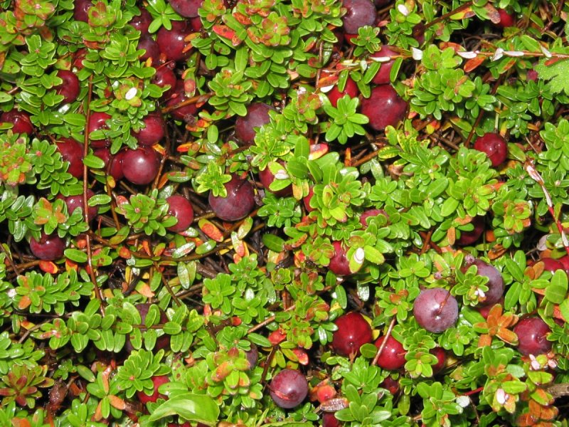 Vaccinium Vitis-idaea Red Pearl
