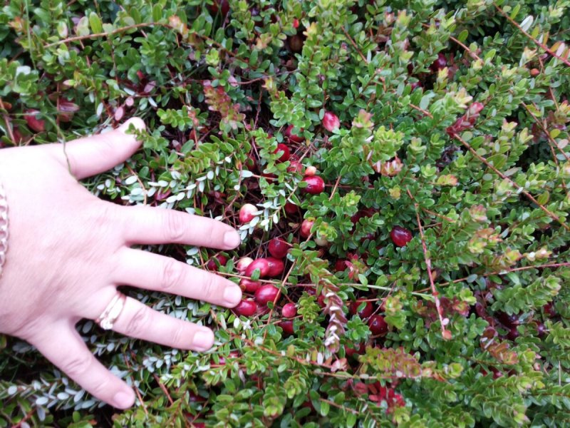 Vaccinium Vitis-idaea Red Pearl