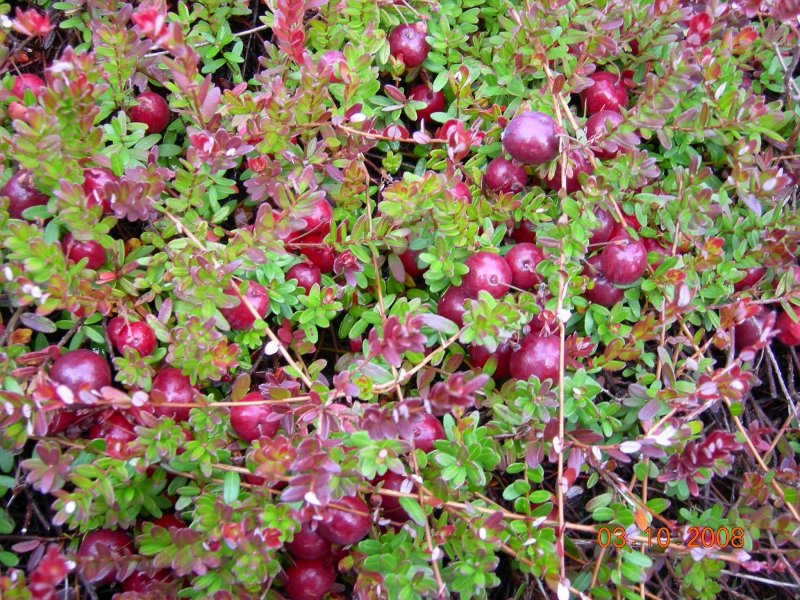 Клюква (Vaccinium Oxycoccus)