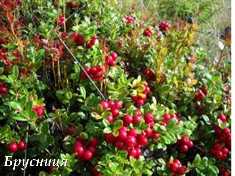 Лес брусника Карелия