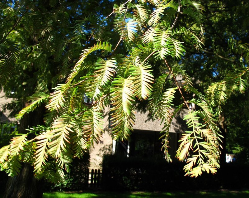 Метасеквойя древнейшая Metasequoia glyptostroboides