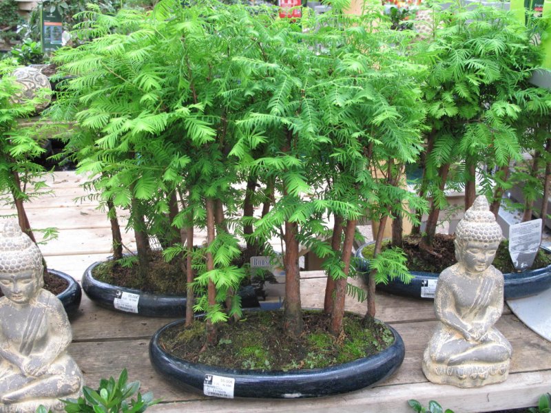 Metasequoia glyptostroboides
