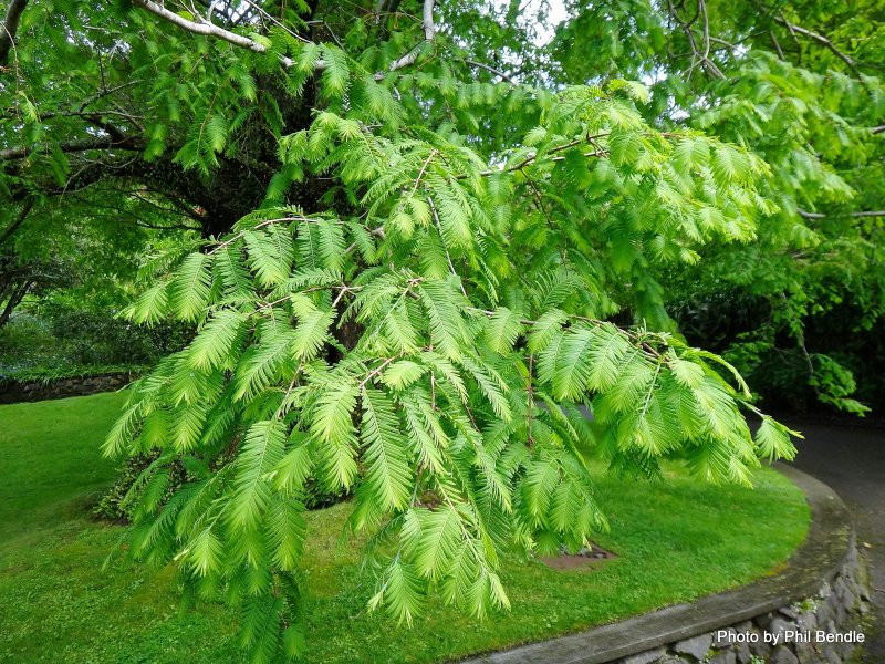Метасеквойя древнейшая Metasequoia glyptostroboides
