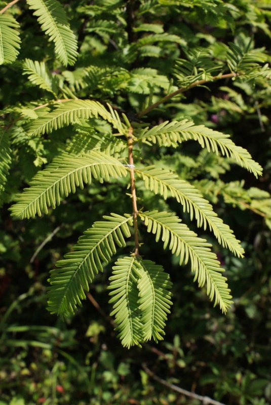 Metasequoia glyptostroboides (Метасеквойя китайская) 'Matthaei Broom'