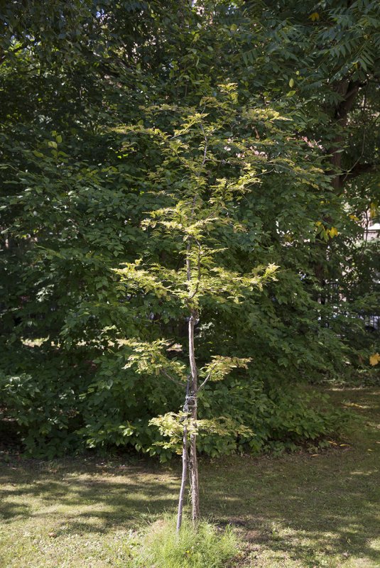 Метасеквойя китайская 'Matthaei Broom'