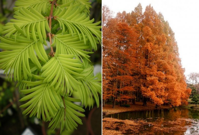 Метасеквойя древнейшая Metasequoia glyptostroboides